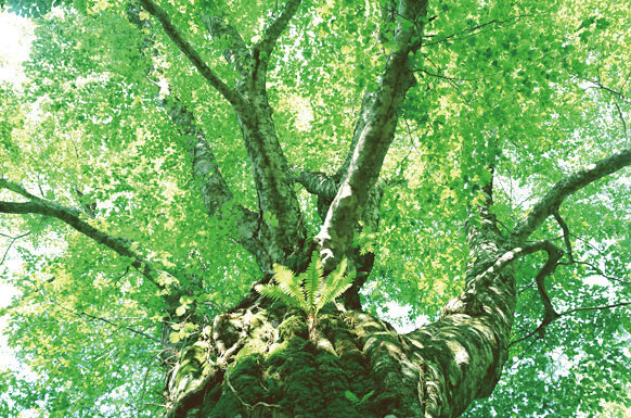 緑の大木イメージ